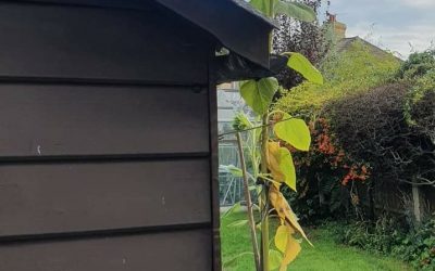 Delayed Gratification