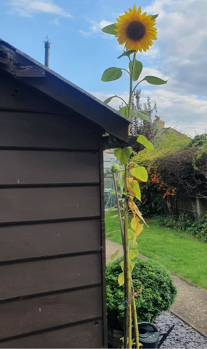 Delayed Gratification